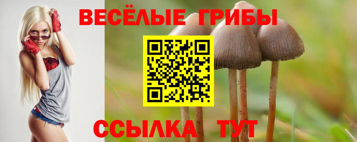 Галлюциногенные грибы Psilocybine cubensis Котлас